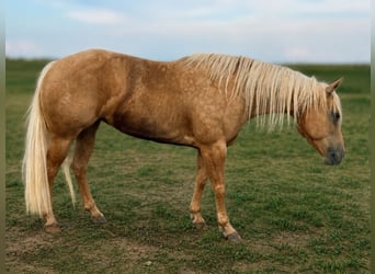 American Quarter Horse, Giumenta, 6 Anni, Palomino
