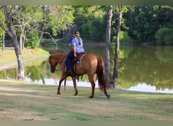 American Quarter Horse, Giumenta, 6 Anni, Red dun