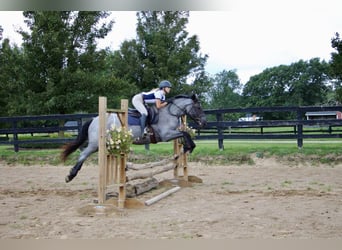 American Quarter Horse, Giumenta, 6 Anni, Roano blu