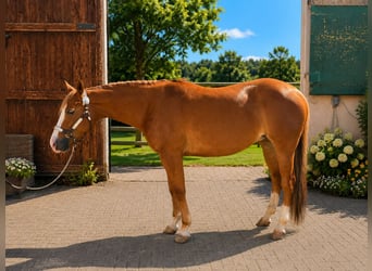 American Quarter Horse, Giumenta, 6 Anni, Sauro