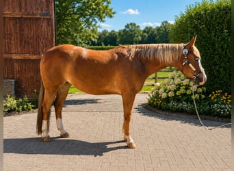 American Quarter Horse, Giumenta, 6 Anni, Sauro