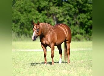 American Quarter Horse, Giumenta, 6 Anni, Sauro ciliegia