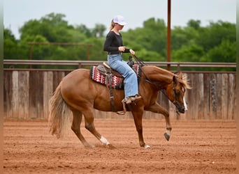 American Quarter Horse, Giumenta, 6 Anni, Sauro ciliegia