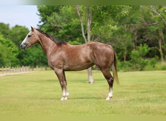 American Quarter Horse, Giumenta, 6 Anni, Sauro ciliegia