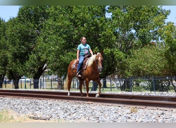 American Quarter Horse, Giumenta, 6 Anni, Sauro ciliegia