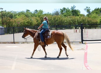 American Quarter Horse, Giumenta, 6 Anni, Sauro ciliegia