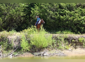 American Quarter Horse, Giumenta, 6 Anni, Sauro ciliegia
