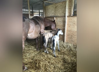 American Quarter Horse, Giumenta, 7 Anni, 130 cm, Pelle di daino
