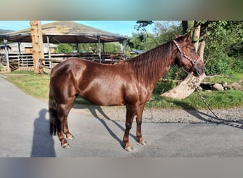 American Quarter Horse, Giumenta, 7 Anni, 138 cm, Sauro