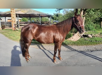 American Quarter Horse, Giumenta, 7 Anni, 138 cm, Sauro scuro