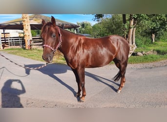 American Quarter Horse, Giumenta, 7 Anni, 138 cm, Sauro scuro