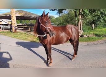 American Quarter Horse, Giumenta, 7 Anni, 138 cm, Sauro scuro