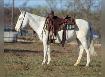 American Quarter Horse, Giumenta, 7 Anni, 140 cm, Bianco