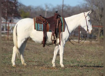 American Quarter Horse, Giumenta, 7 Anni, 140 cm, Bianco