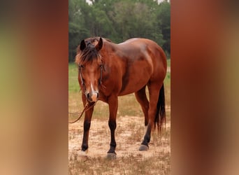American Quarter Horse, Giumenta, 7 Anni, 142 cm, Baio ciliegia