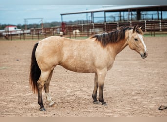 American Quarter Horse, Giumenta, 7 Anni, 145 cm, Pelle di daino