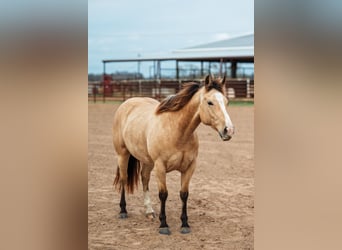 American Quarter Horse, Giumenta, 7 Anni, 145 cm, Pelle di daino