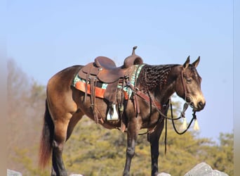 American Quarter Horse, Giumenta, 7 Anni, 145 cm, Pelle di daino