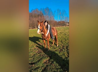 American Quarter Horse, Giumenta, 7 Anni, 145 cm, Rabicano