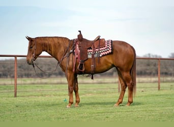American Quarter Horse, Giumenta, 7 Anni, 145 cm, Sauro ciliegia
