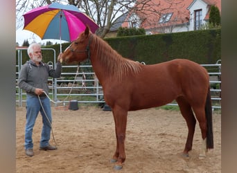 American Quarter Horse, Giumenta, 7 Anni, 146 cm, Sauro