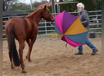 American Quarter Horse, Giumenta, 7 Anni, 146 cm, Sauro
