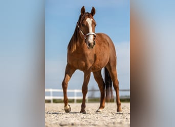 American Quarter Horse, Giumenta, 7 Anni, 146 cm, Sauro scuro