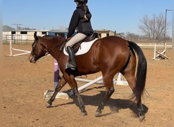 American Quarter Horse, Giumenta, 7 Anni, 147 cm, Baio ciliegia