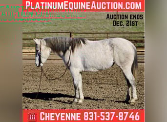 American Quarter Horse, Giumenta, 7 Anni, 147 cm, Grigio