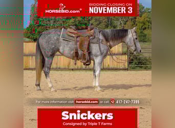 American Quarter Horse, Giumenta, 7 Anni, 147 cm, Grigio