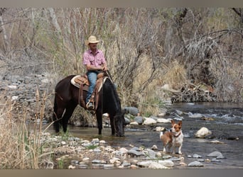 American Quarter Horse, Giumenta, 7 Anni, 147 cm, Morello