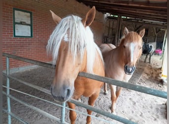 American Quarter Horse, Giumenta, 7 Anni, 147 cm, Palomino