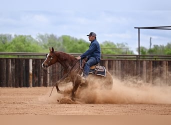 American Quarter Horse, Giumenta, 7 Anni, 147 cm, Sauro ciliegia
