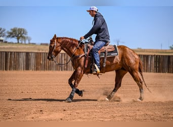American Quarter Horse, Giumenta, 7 Anni, 147 cm, Sauro ciliegia