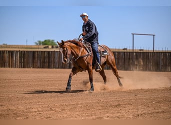 American Quarter Horse, Giumenta, 7 Anni, 147 cm, Sauro ciliegia