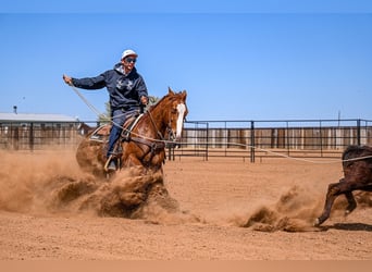 American Quarter Horse, Giumenta, 7 Anni, 147 cm, Sauro ciliegia