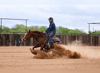 American Quarter Horse, Giumenta, 7 Anni, 147 cm, Sauro ciliegia