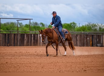 American Quarter Horse, Giumenta, 7 Anni, 147 cm, Sauro ciliegia