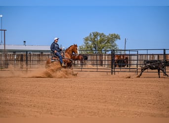 American Quarter Horse, Giumenta, 7 Anni, 147 cm, Sauro ciliegia