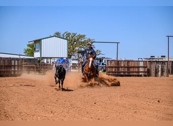 American Quarter Horse, Giumenta, 7 Anni, 147 cm, Sauro ciliegia