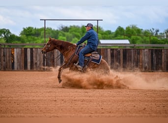 American Quarter Horse, Giumenta, 7 Anni, 147 cm, Sauro ciliegia