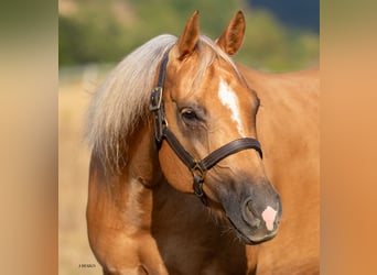 American Quarter Horse, Giumenta, 7 Anni, 148 cm, Palomino