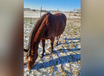 American Quarter Horse, Giumenta, 7 Anni, 148 cm, Rabicano