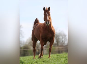 American Quarter Horse, Giumenta, 7 Anni, 148 cm, Sauro