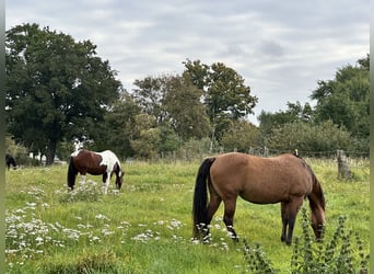 American Quarter Horse, Giumenta, 7 Anni, 149 cm, Pelle di daino