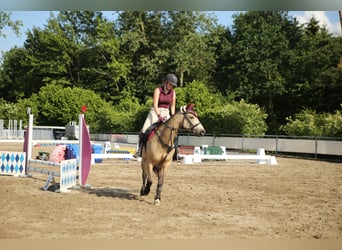 American Quarter Horse Mix, Giumenta, 7 Anni, 149 cm, Pelle di daino