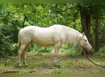 American Quarter Horse, Giumenta, 7 Anni, 150 cm, Cremello