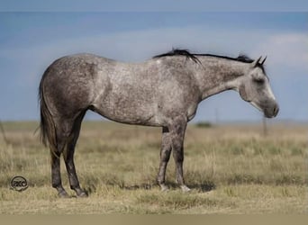 American Quarter Horse, Giumenta, 7 Anni, 150 cm, Grigio