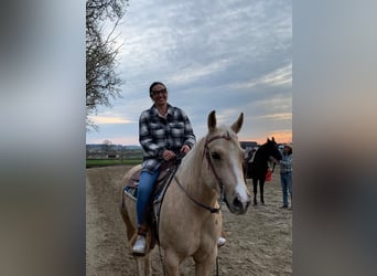 American Quarter Horse, Giumenta, 7 Anni, 150 cm, Palomino