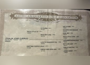 American Quarter Horse, Giumenta, 7 Anni, 150 cm, Palomino